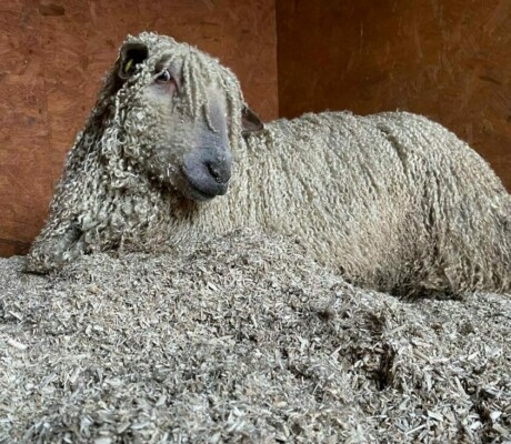 Hemp animal bedding