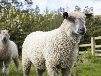 W Sheep 3