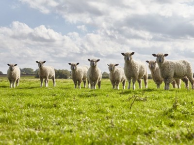 W Sheep Header