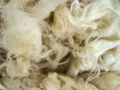 Wool Close Up