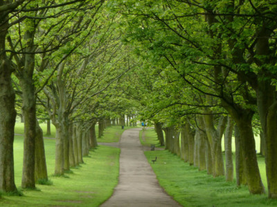 Leeds Forest
