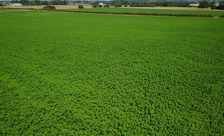 Hemp Field