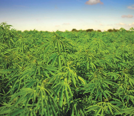 Hemp toned down