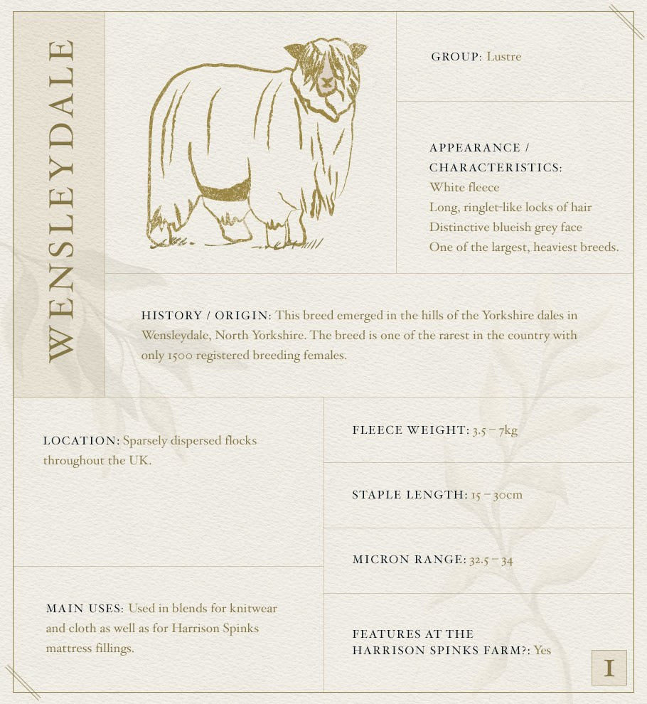 Wensleydale Sheep Fact File
