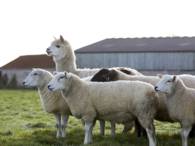 Natural Leader Header