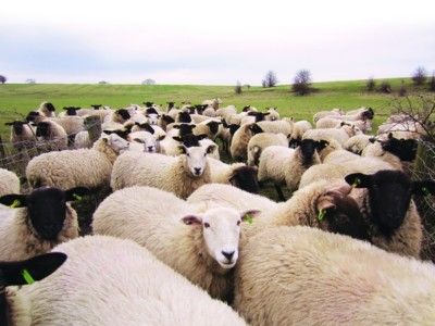 Properties Sheep 2