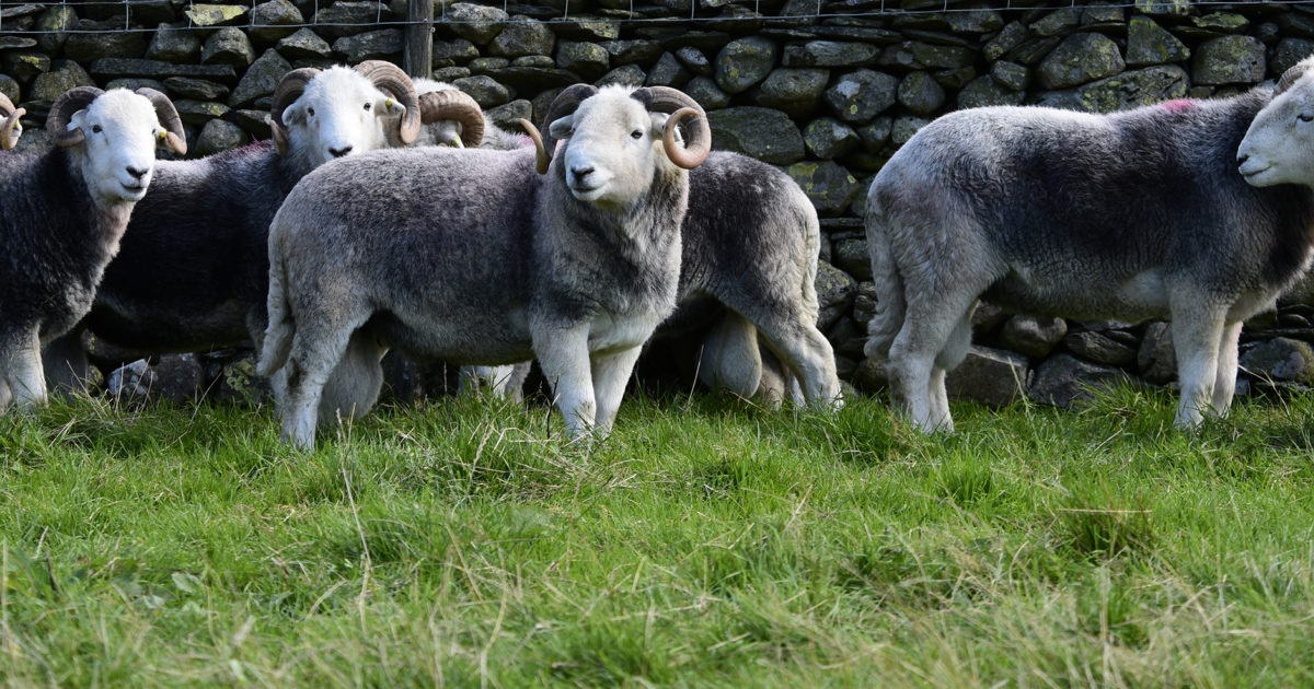 Herdwick Sheep Everything You Ever Wanted to Know Harrison Spinks