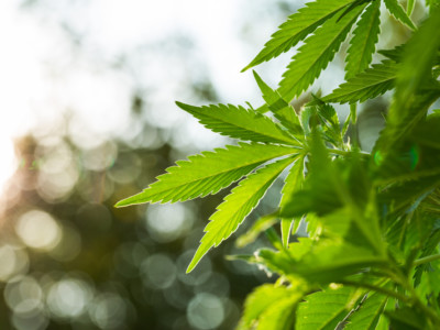 Hemp