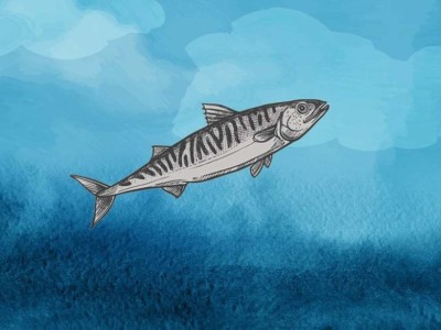 Fish 1