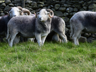 Herdy herdysleep JB Tups 290816 0034