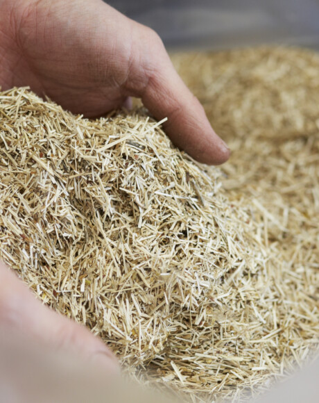 Somnus Farm 2015 266