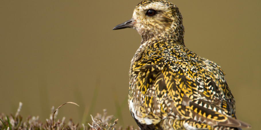 Golden-Plover