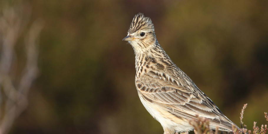 Skylark