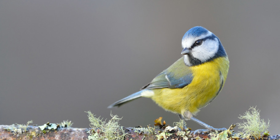 Blue-tit