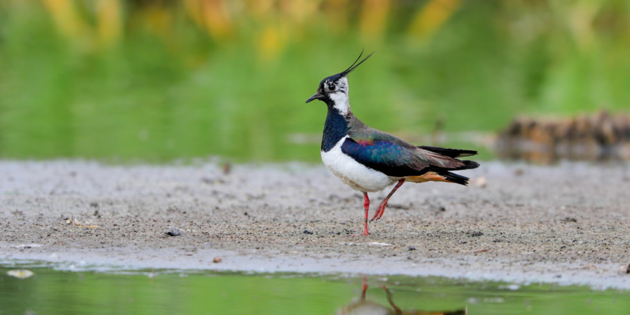 Lapwing