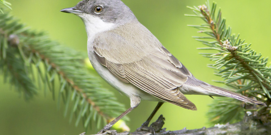 Lesser-whitethroat