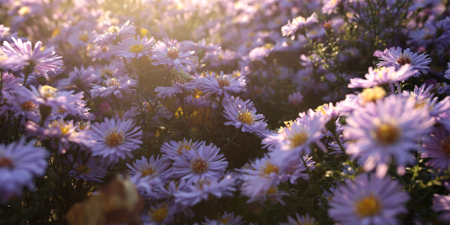 Shutterstock_1019436073