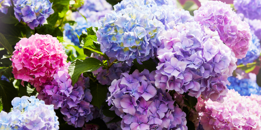 Shutterstock_1120250048