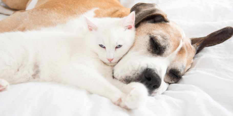 Shutterstock_409668805