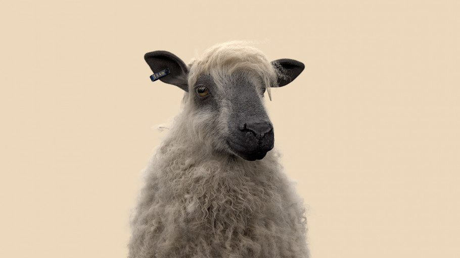 Pose 02 V01 Sheep For Front Arm Pos