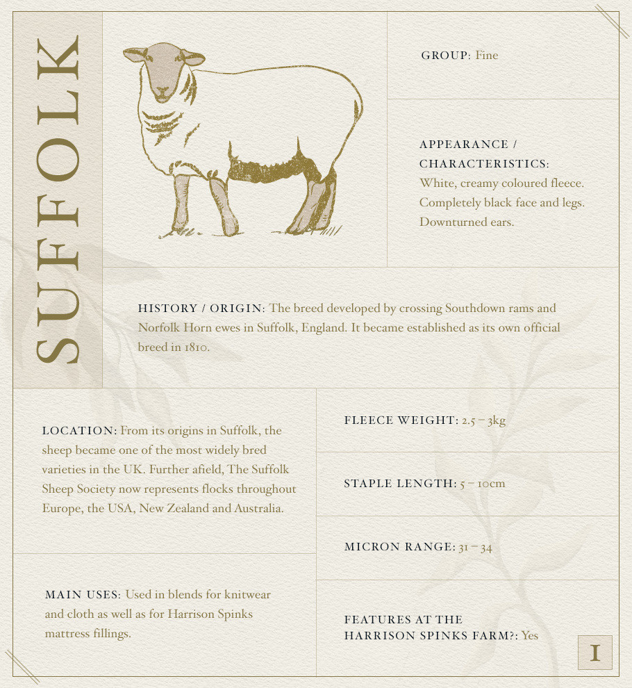 Suffolk Sheep Fact File