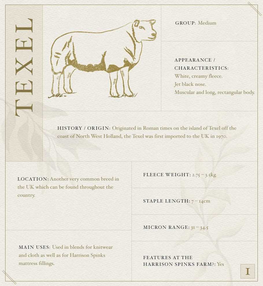 Texel Sheep Fact File
