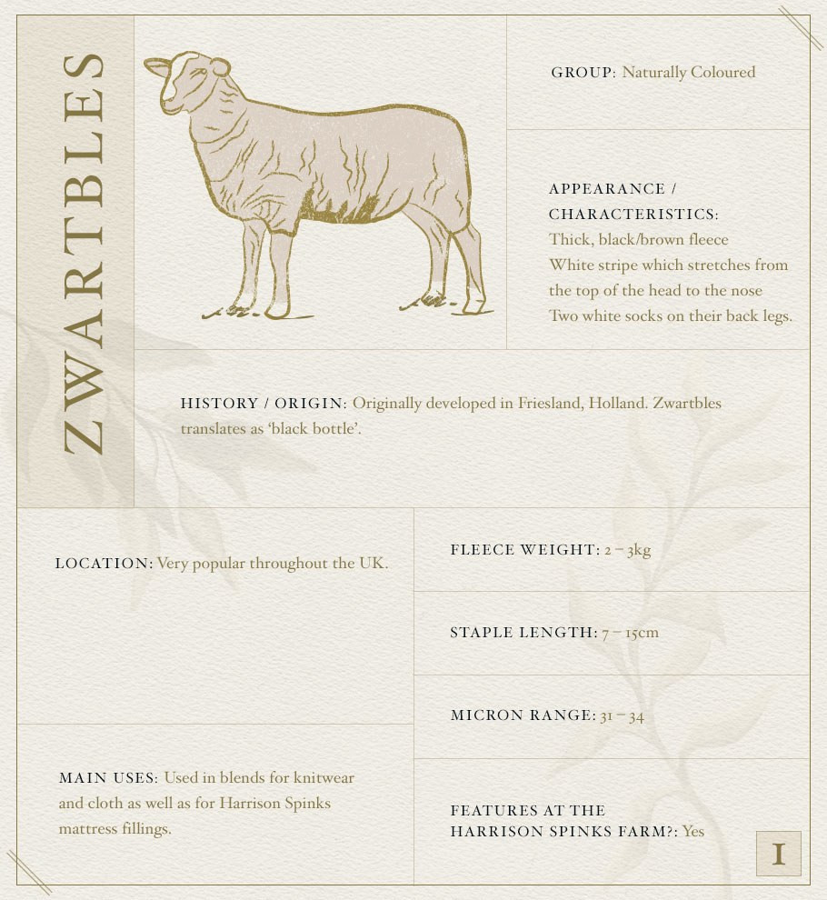 Zwartble Sheep Fact File